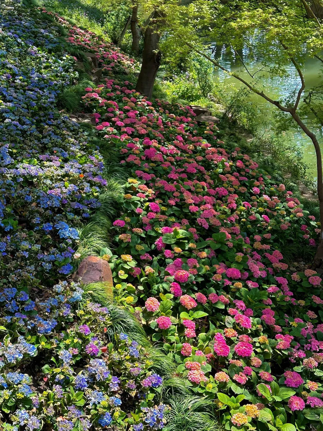 到虎丘才知道苏州的春天多治愈！