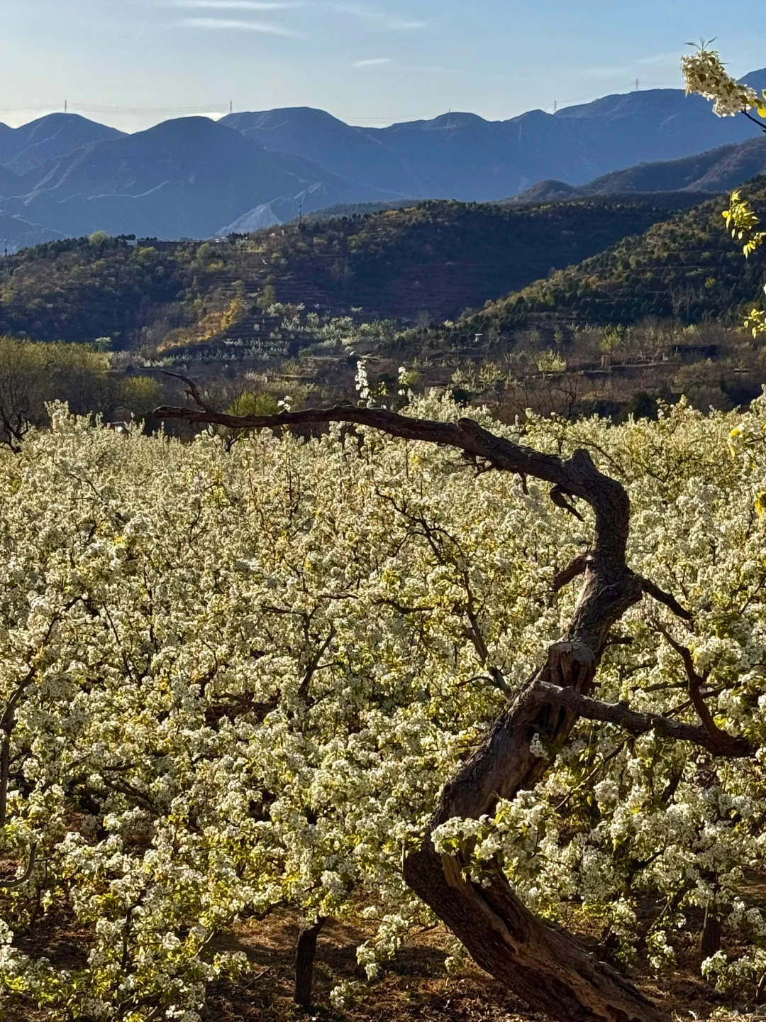 北京绝美徒步路线（69）大清贡梨园赏梨花