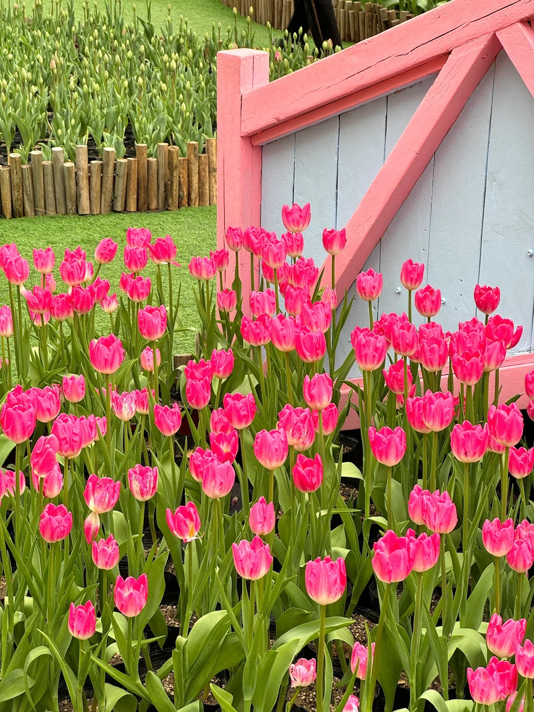 真不是荷兰！是河南！💐郁金香花海美到窒息🥹