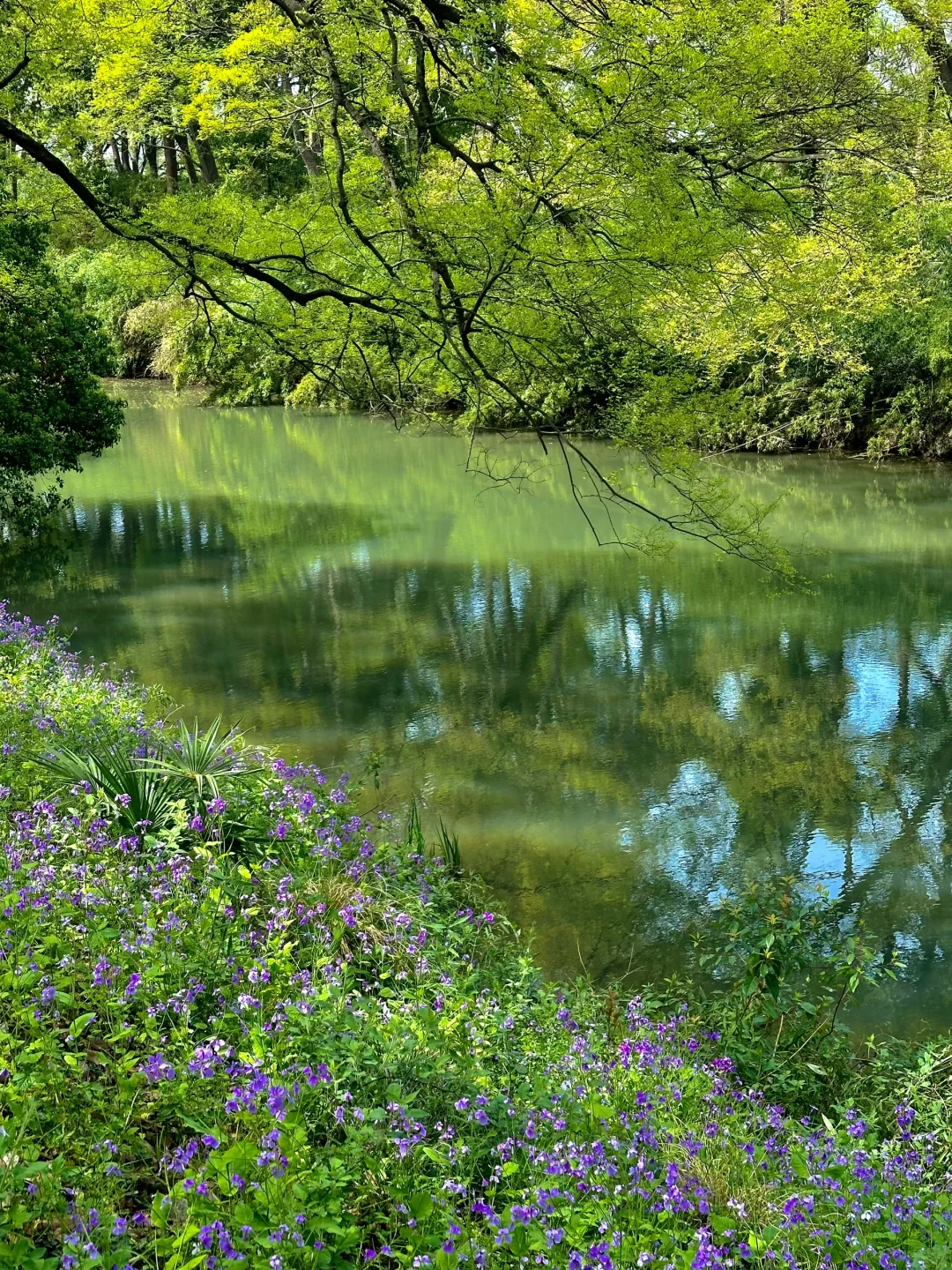 到虎丘才知道苏州的春天多治愈！