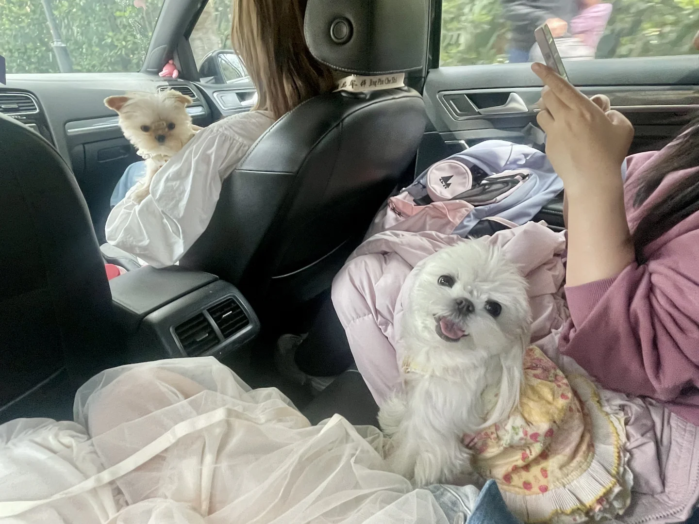 精神状态be like：快乐小狗