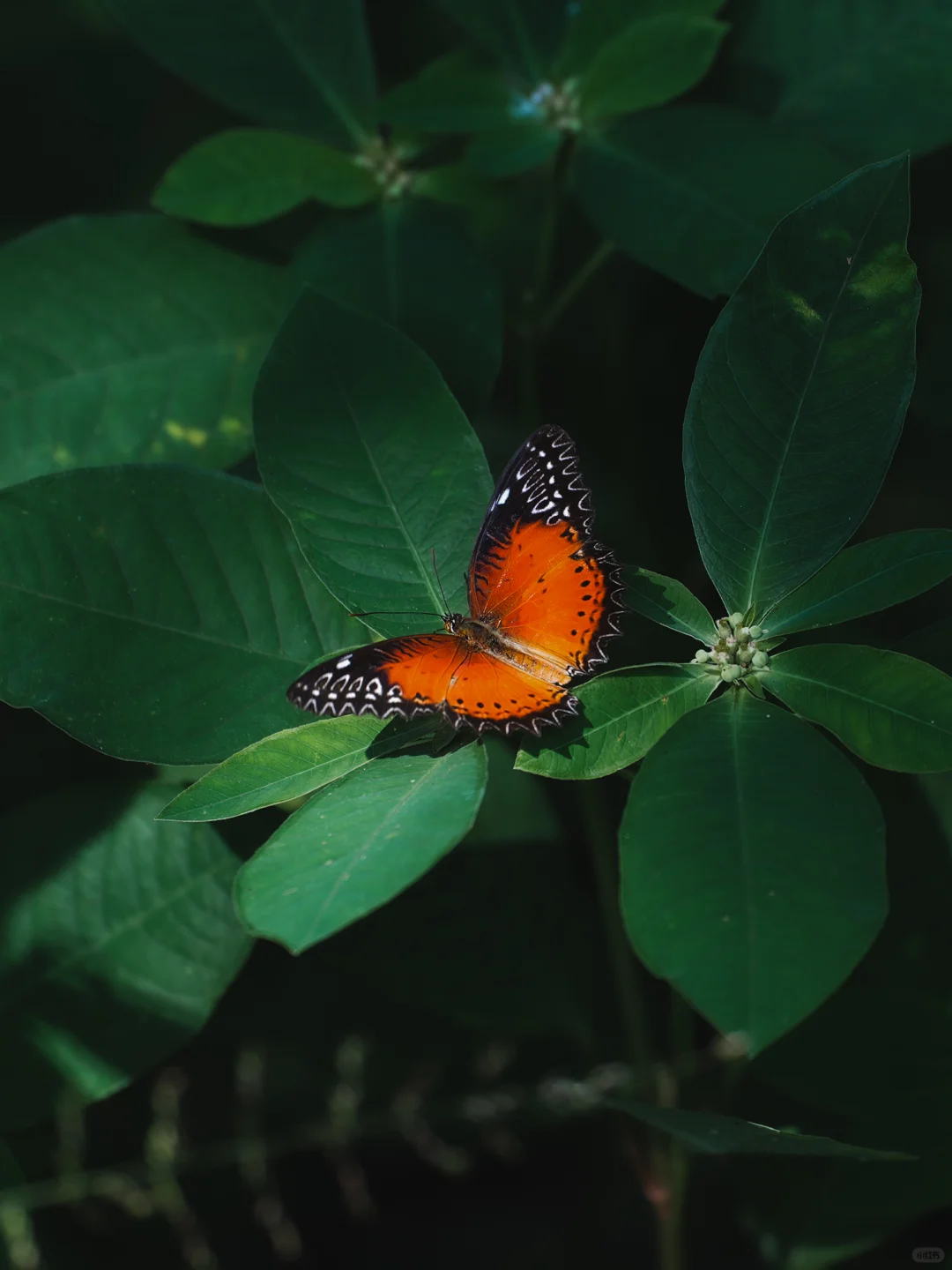 我宣布！这是昆明周边最像新西兰⛰️的地方