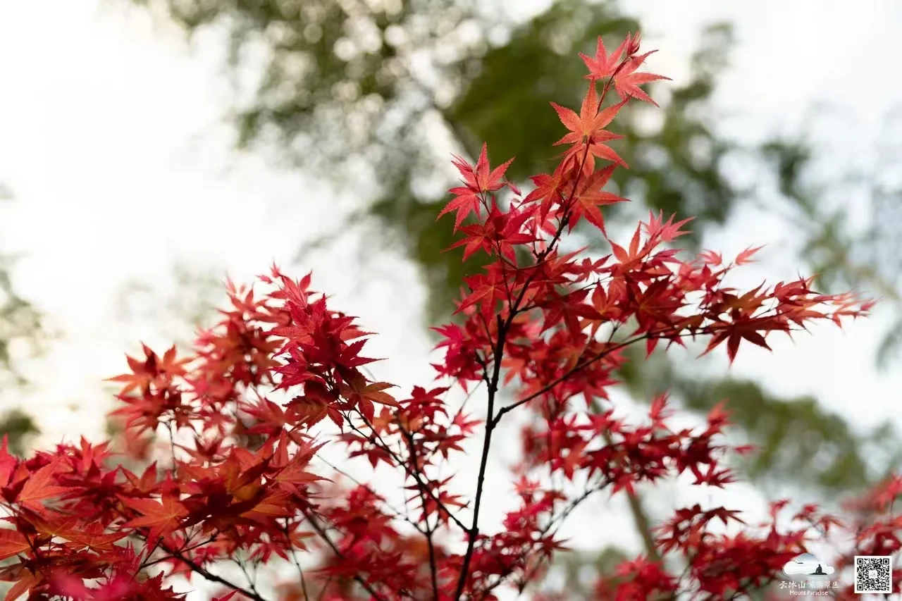 云冰山景区：邂逅，那片惊艳的枫红