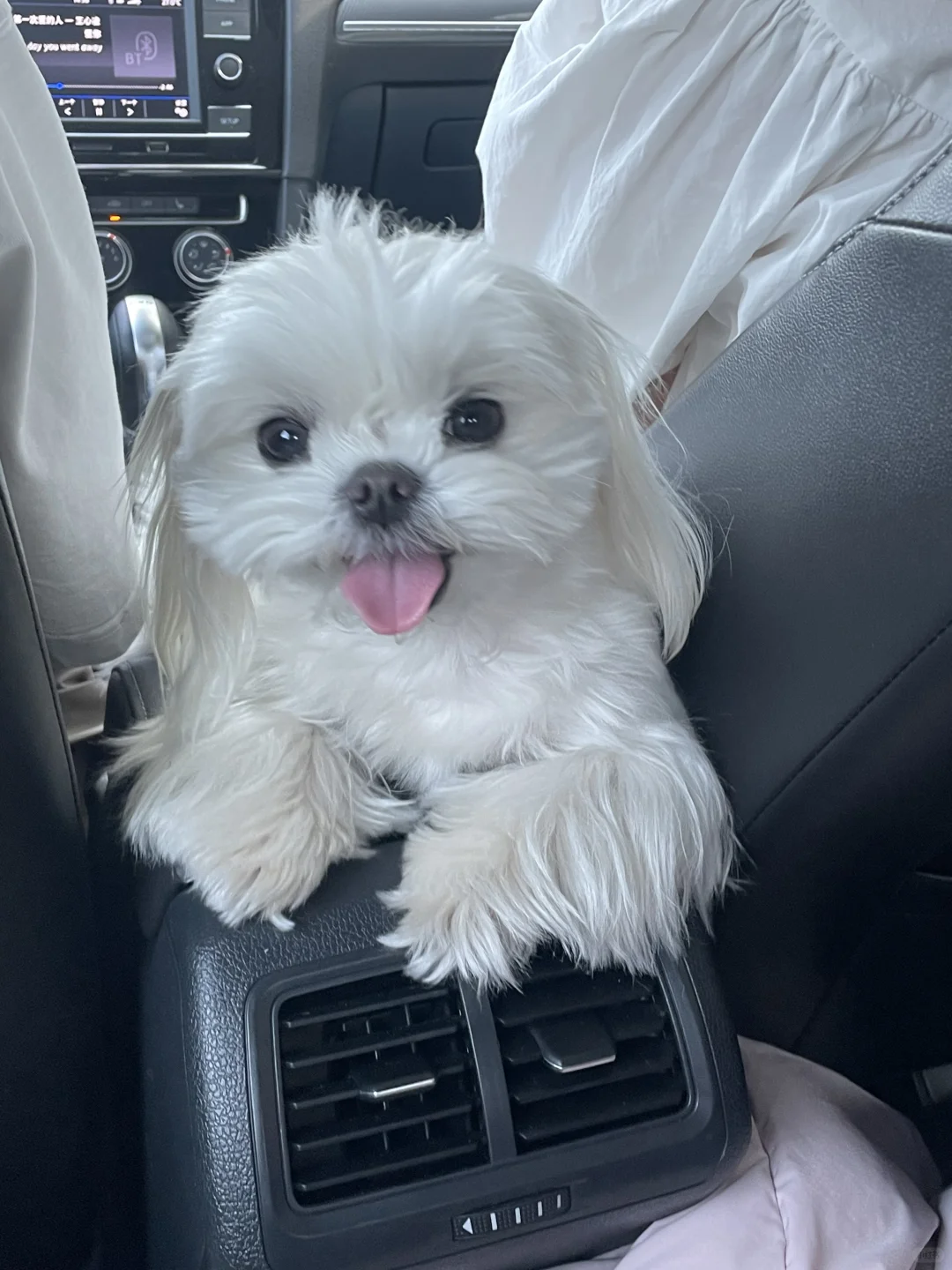 精神状态be like：快乐小狗