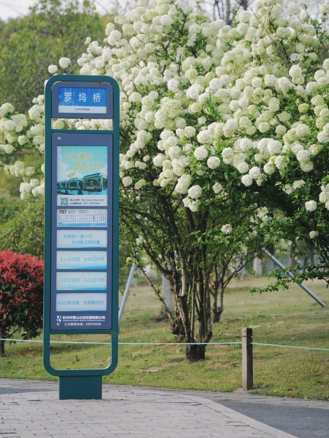 4.2湘湖木绣球| 多处木绣球花海适合拍人像！