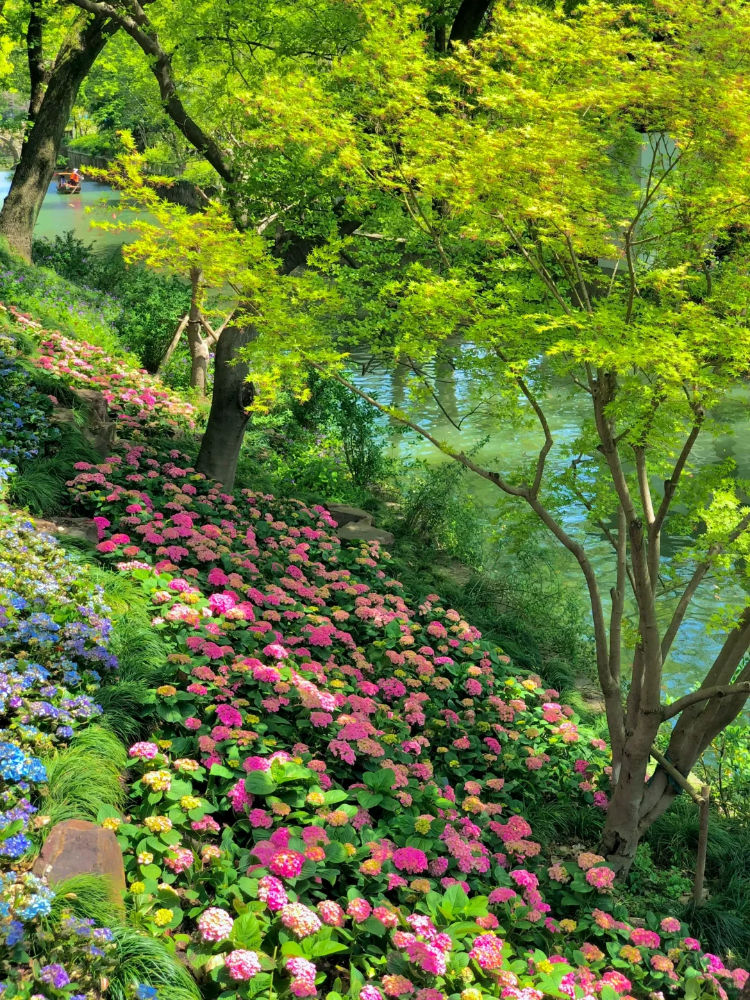 到虎丘才知道苏州的春天多治愈！