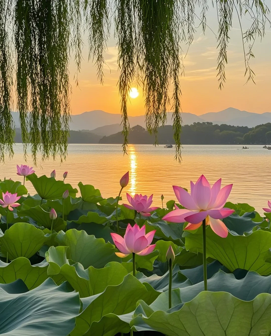 标题：🌸邂逅！西湖边的诗意浪漫