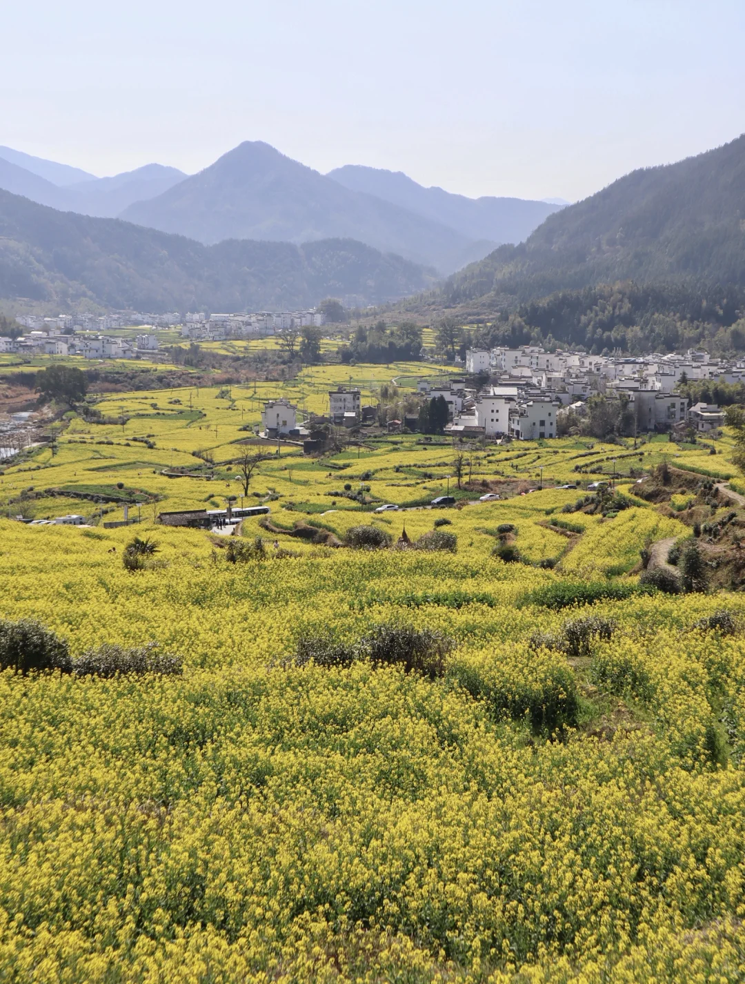 婺源油菜花❗️江岭比篁岭更好看❗️