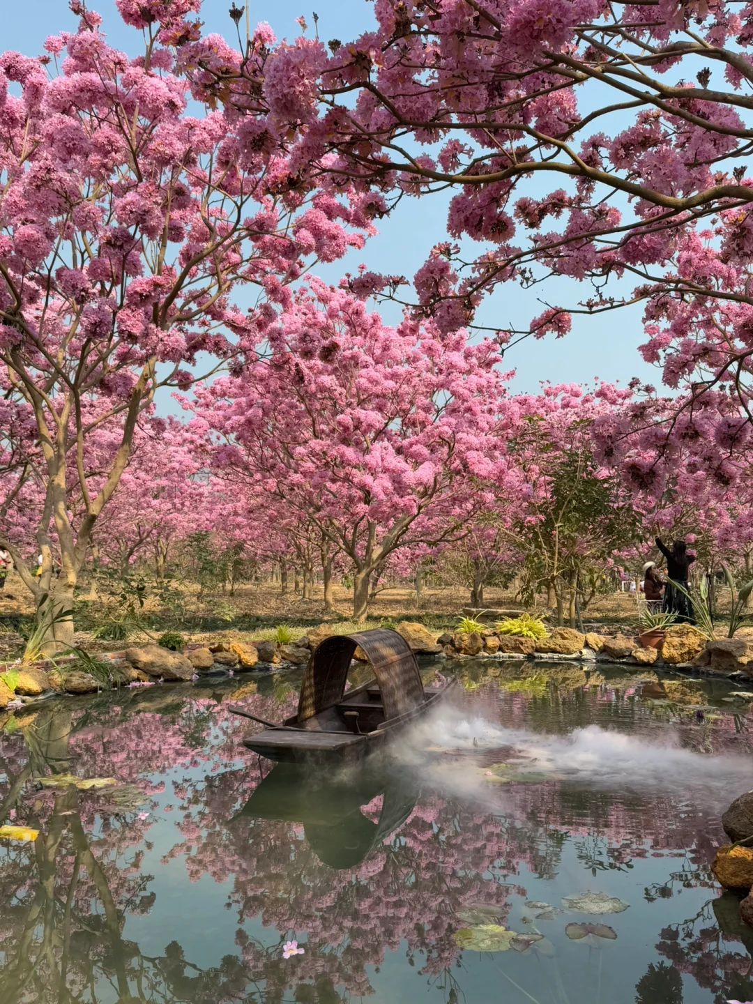 我宣布：这是广东最美的粉色花海🌸