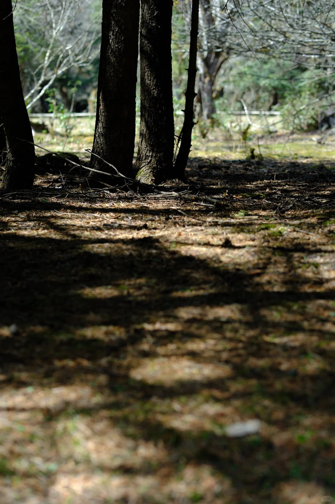 雨崩·雨后徒步
