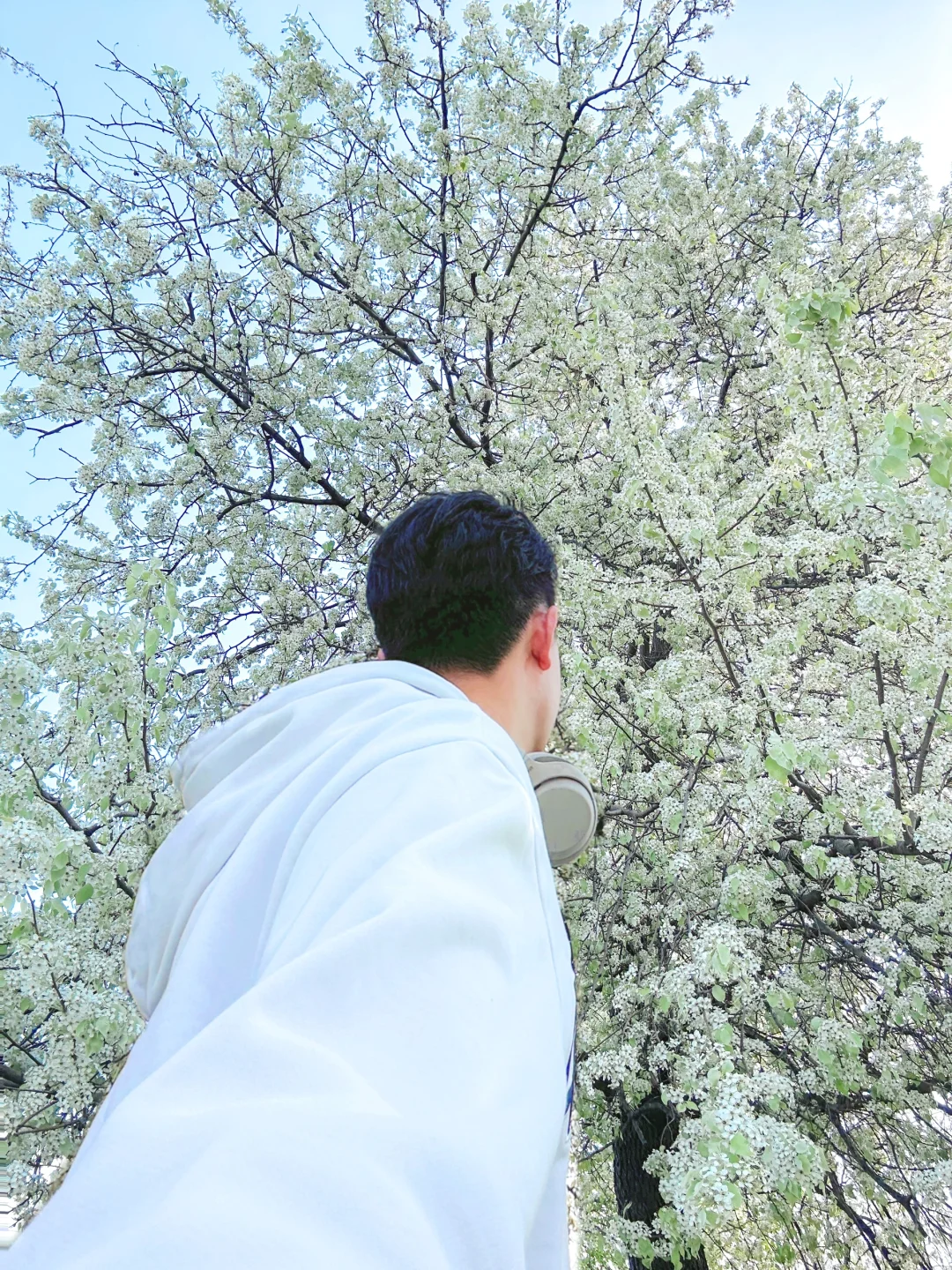 别再去追木绣球了！我在南京发现了神仙梨树