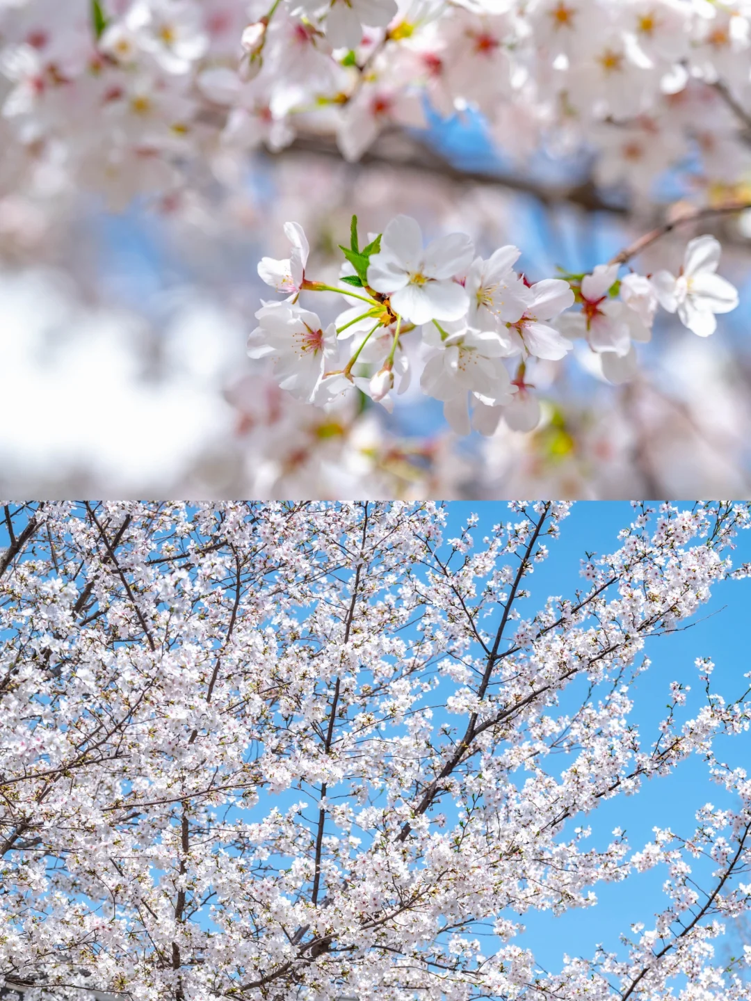 4月来无锡旅游🌸建议直接复制这条路线❗