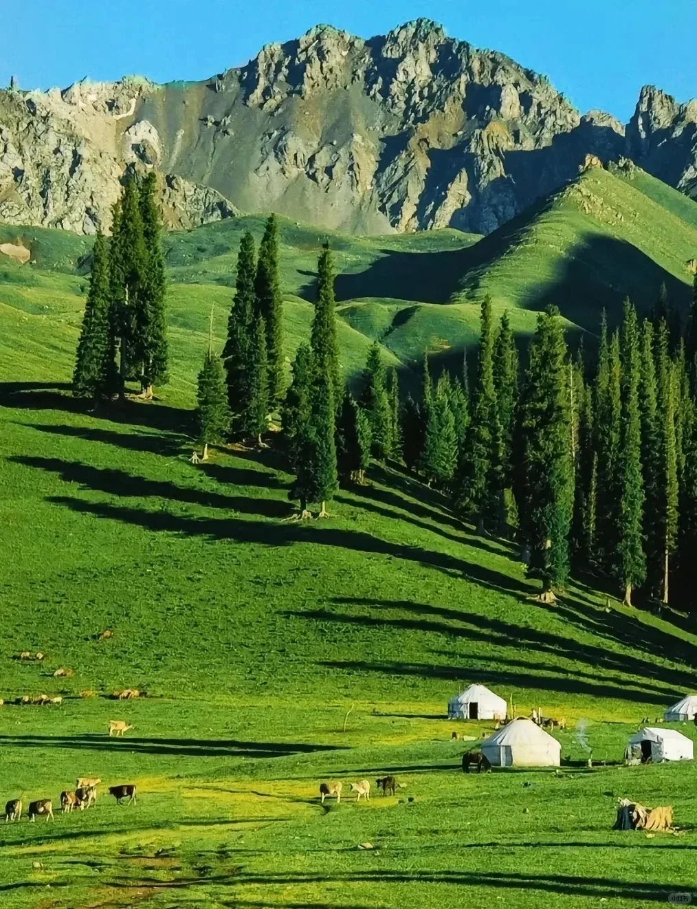 去伊犁一定要多带裤子！！