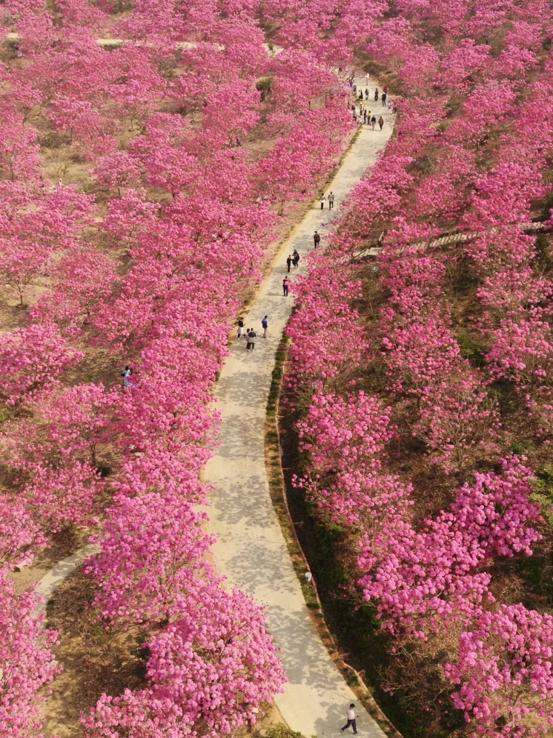 我宣布：这是广东最美的粉色花海🌸