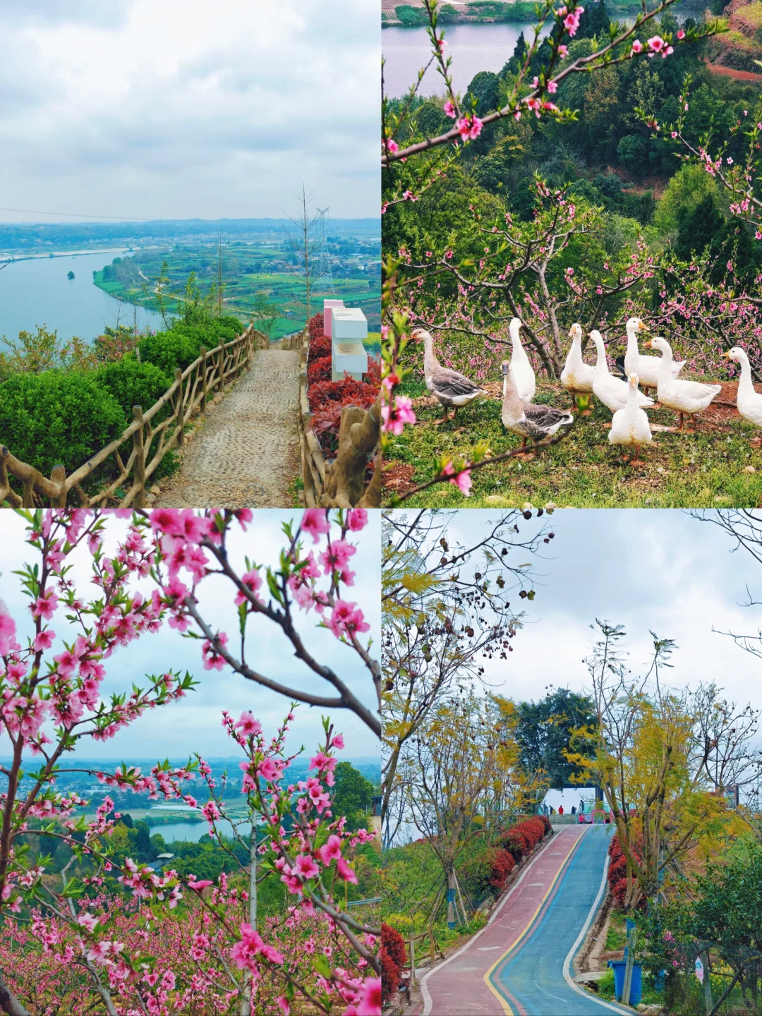 比龙泉山人少，比林芝近！成都人的桃花源