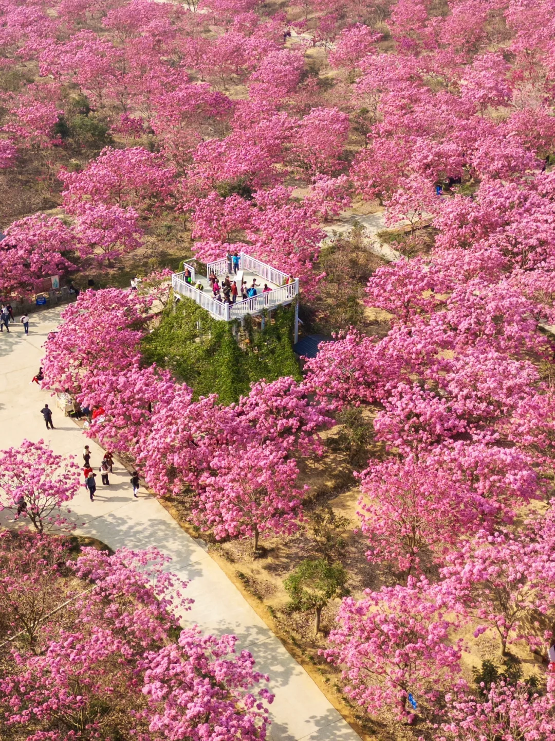 我宣布：这是广东最美的粉色花海🌸