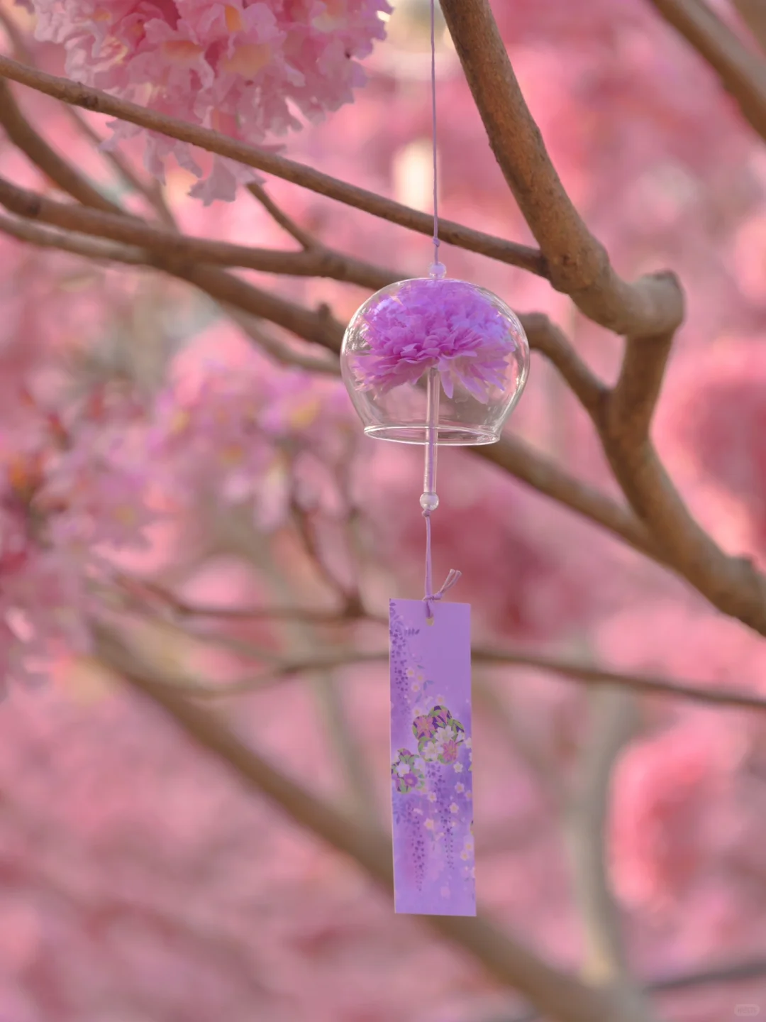 我宣布：这是广东最美的粉色花海🌸