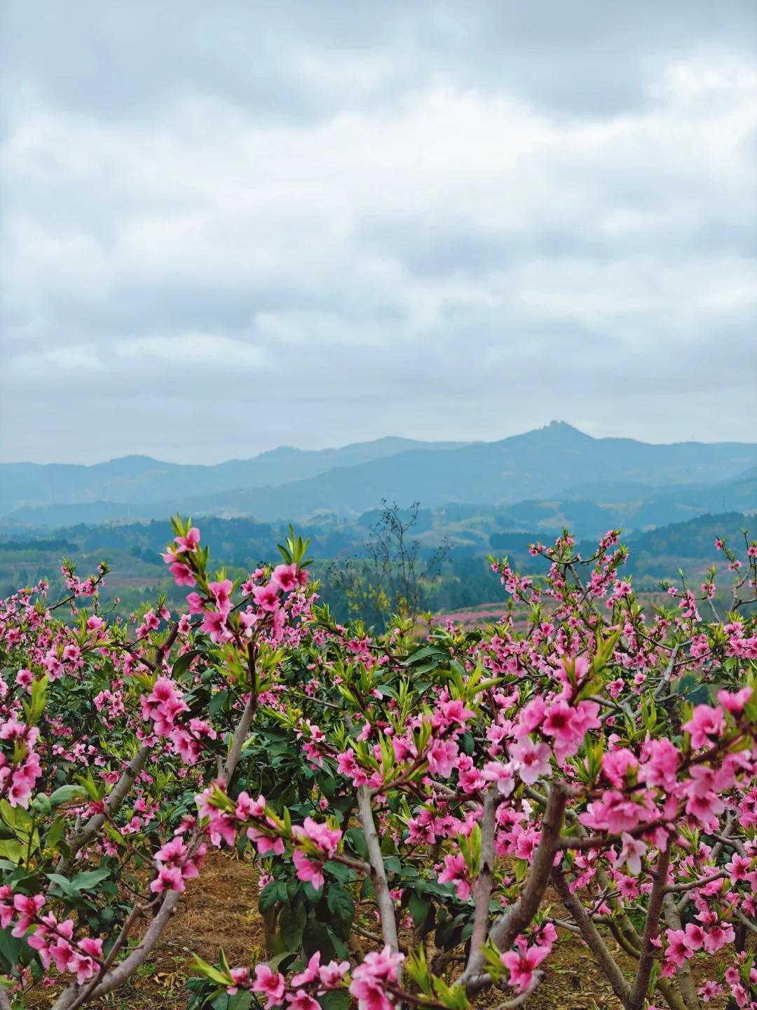 比龙泉山人少，比林芝近！成都人的桃花源