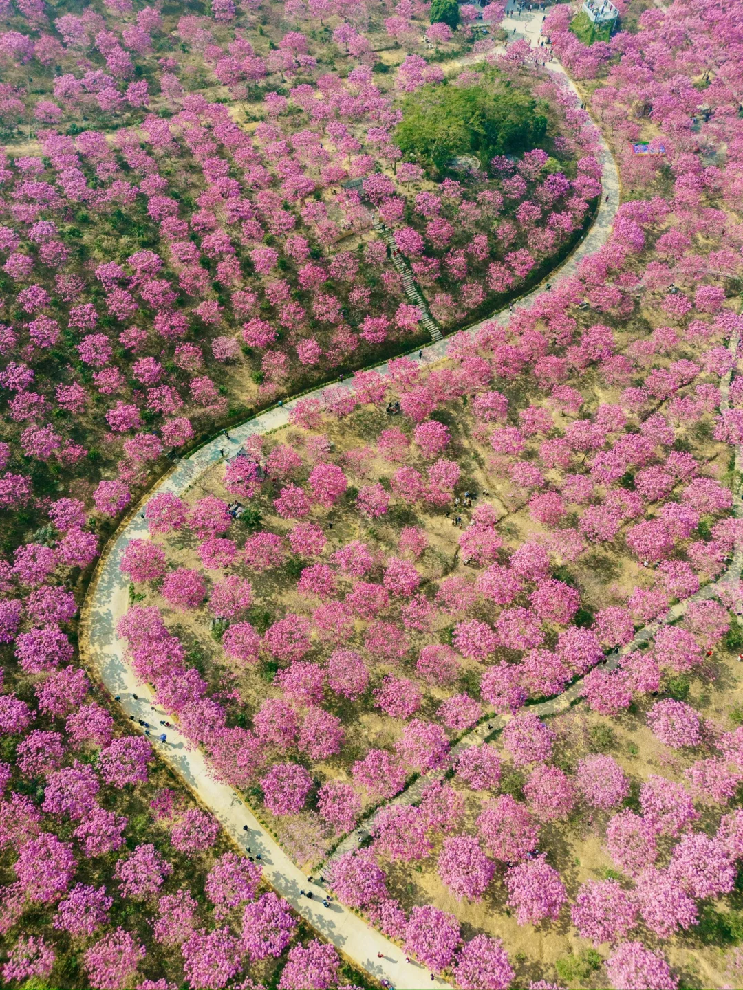 我宣布：这是广东最美的粉色花海🌸