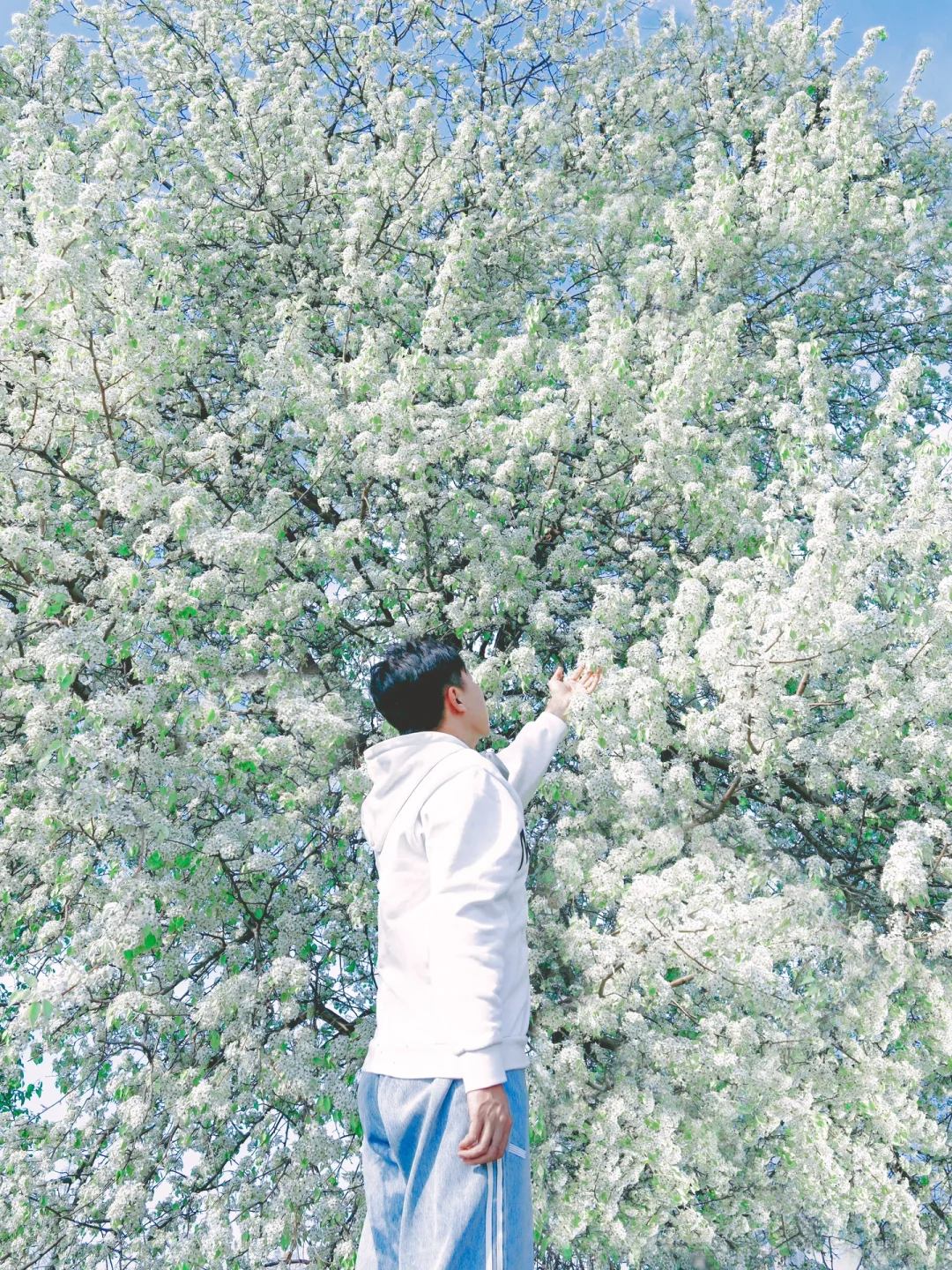 别再去追木绣球了！我在南京发现了神仙梨树