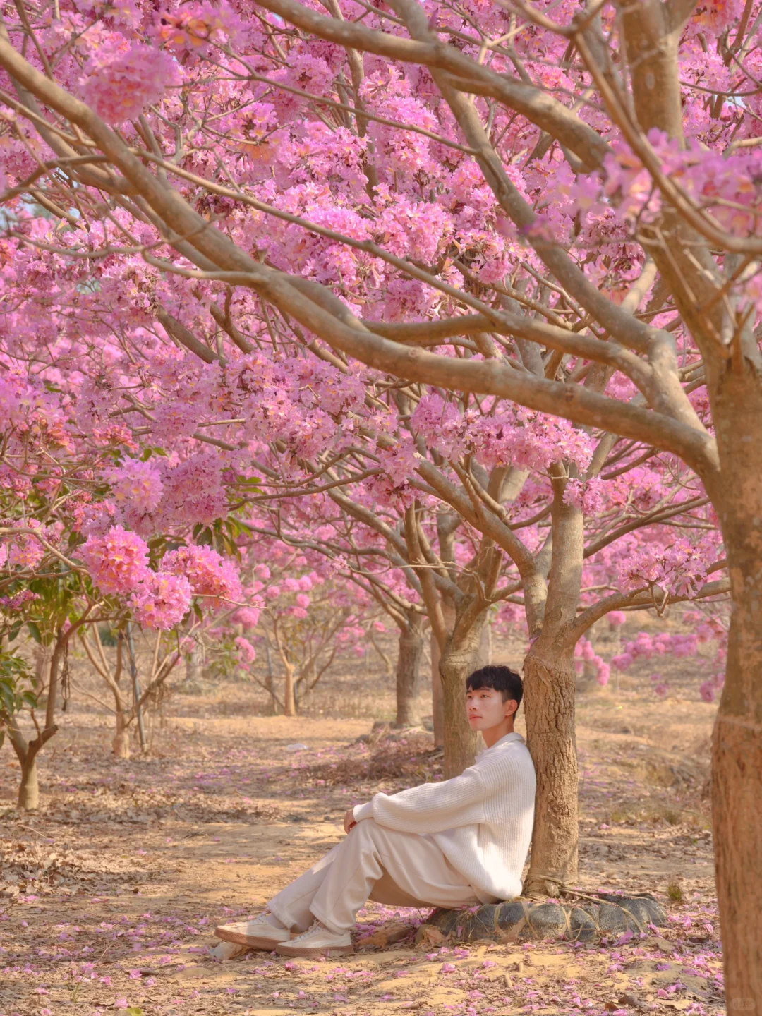 我宣布：这是广东最美的粉色花海🌸