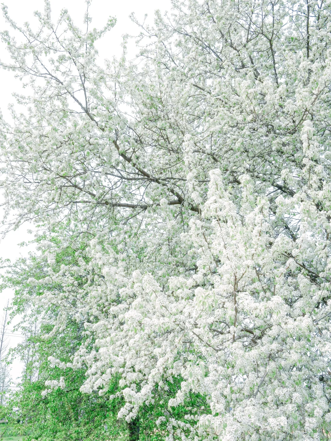 别再去追木绣球了！我在南京发现了神仙梨树