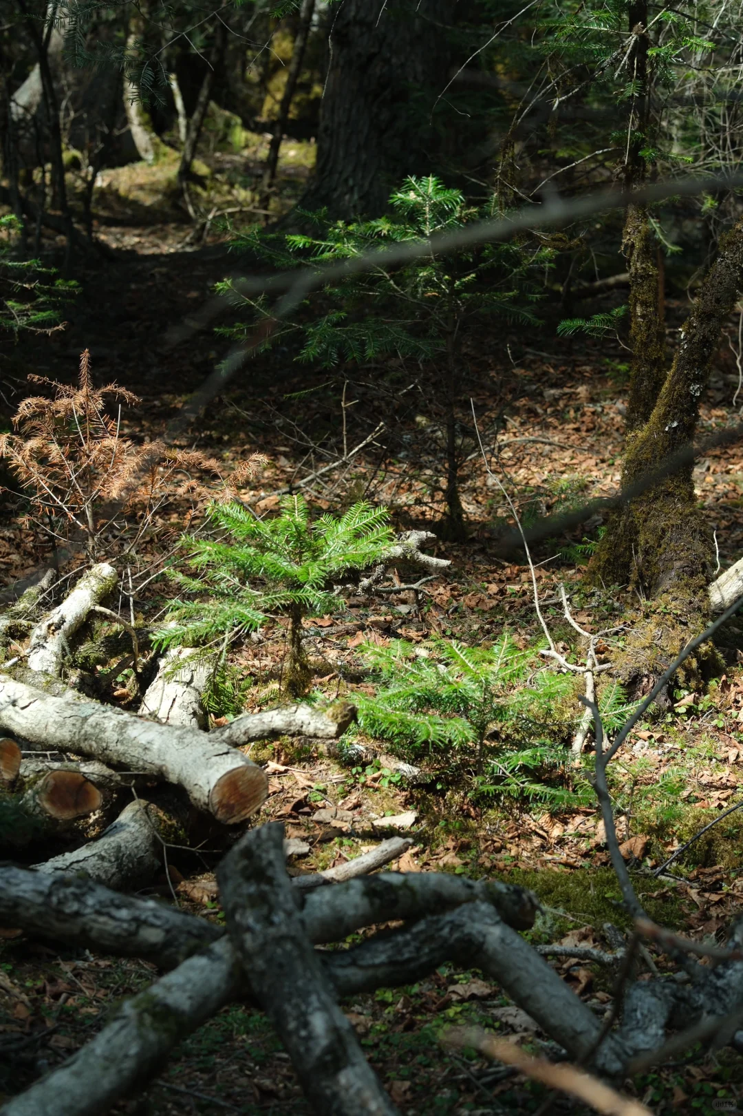 雨崩·雨后徒步