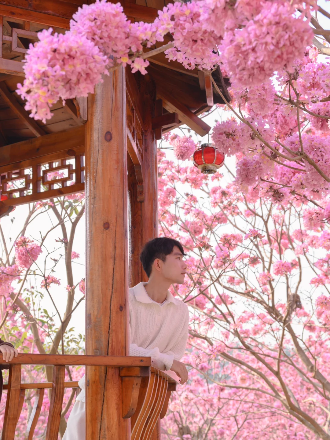 我宣布：这是广东最美的粉色花海🌸