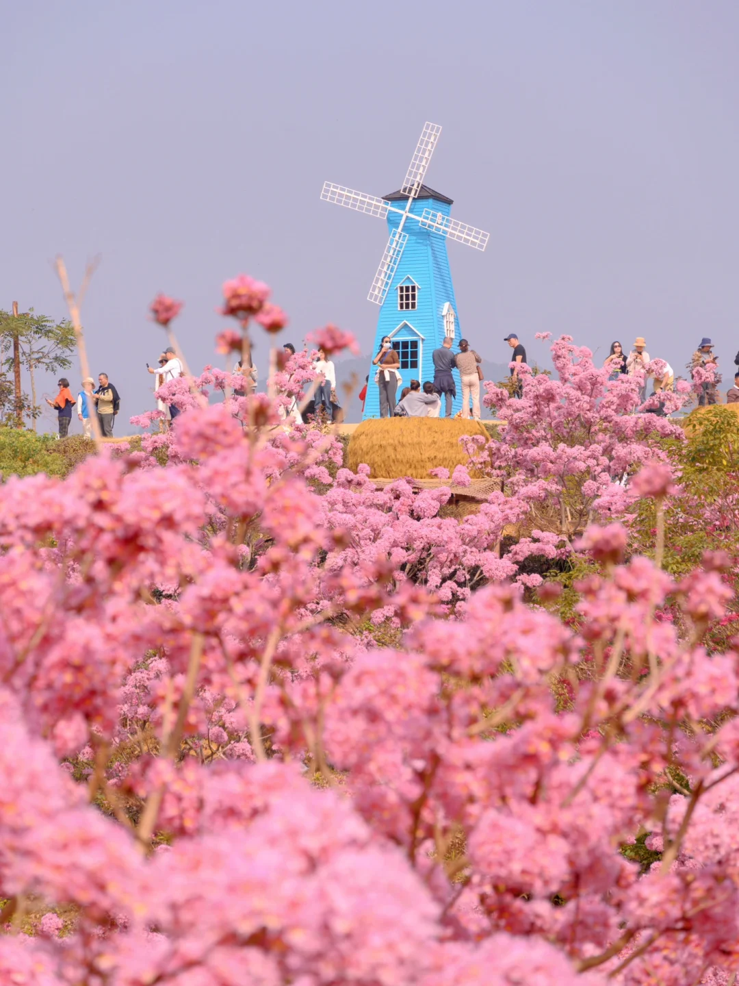 我宣布：这是广东最美的粉色花海🌸