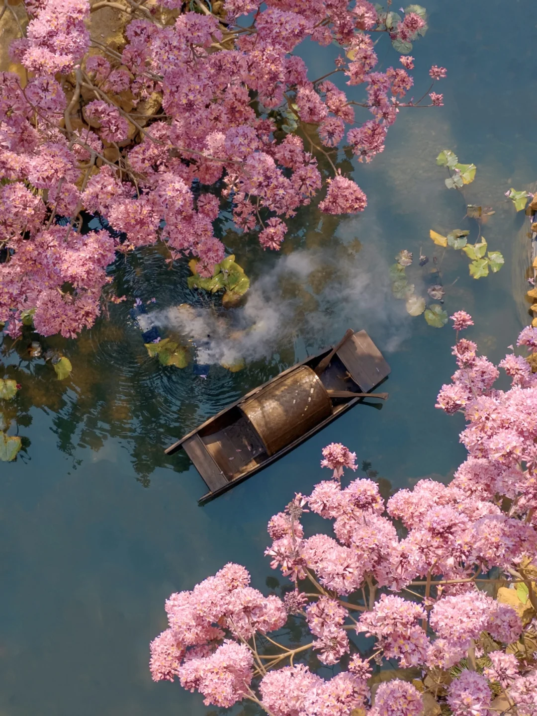 我宣布：这是广东最美的粉色花海🌸