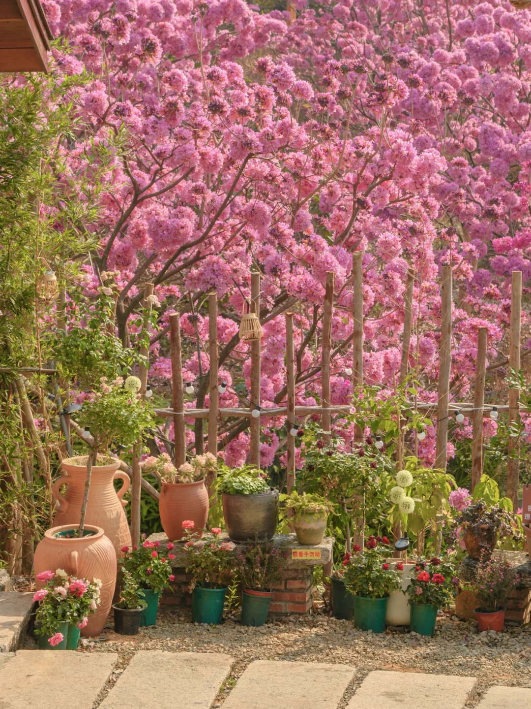 我宣布：这是广东最美的粉色花海🌸