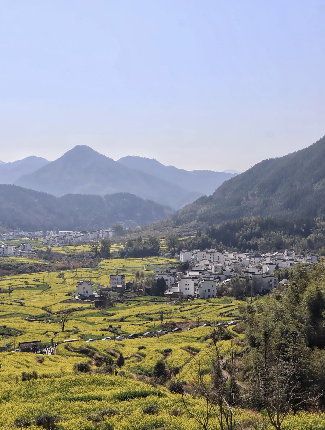 婺源油菜花❗️江岭比篁岭更好看❗️
