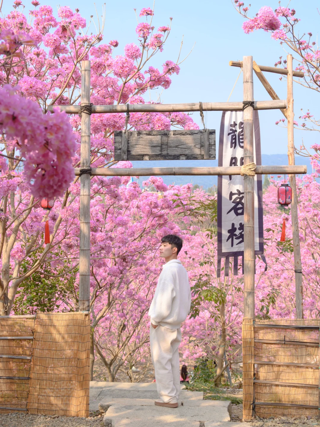 我宣布：这是广东最美的粉色花海🌸