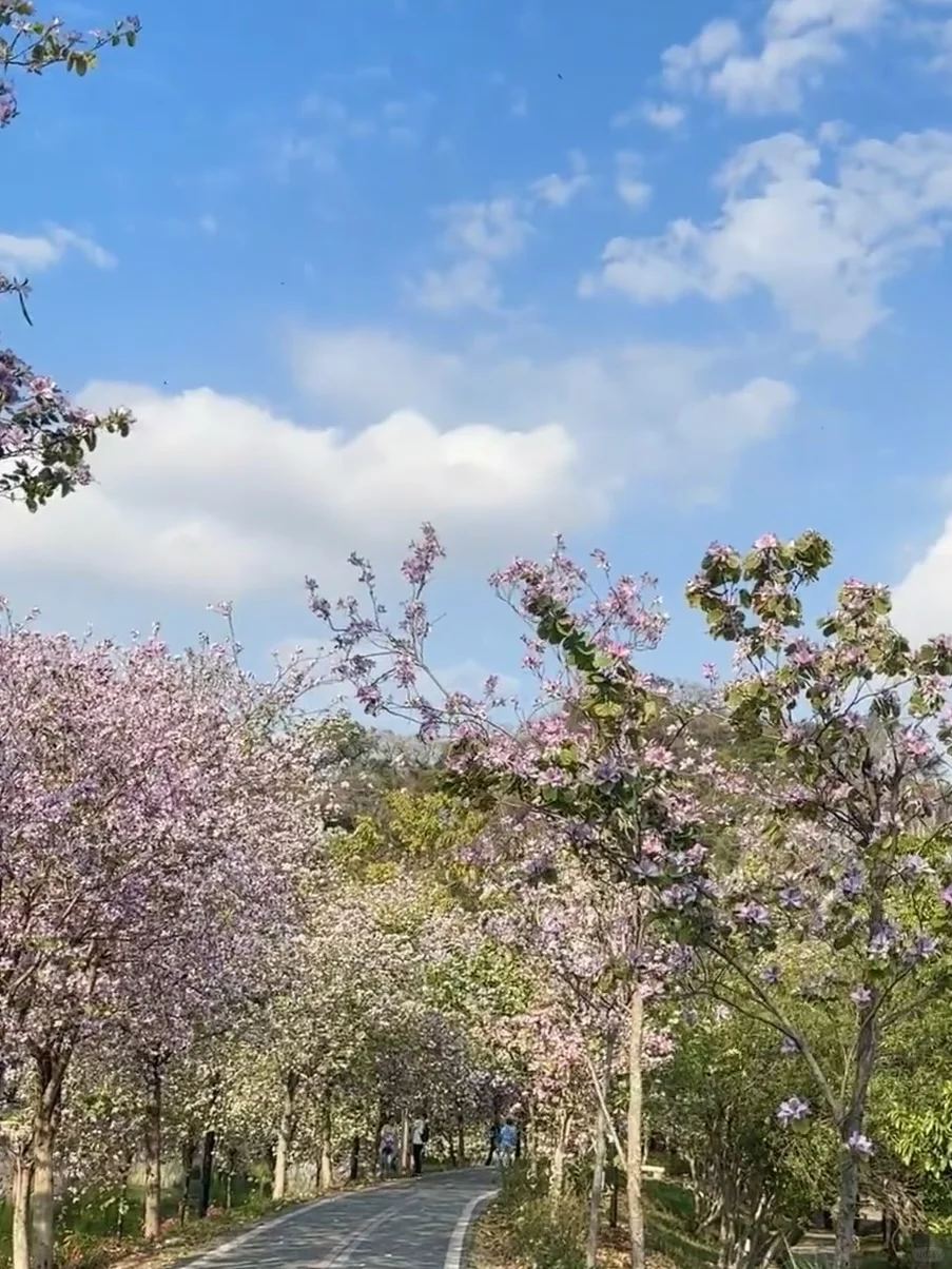 肇庆七星岩 鼎湖山 星湖湿地公园景区门票