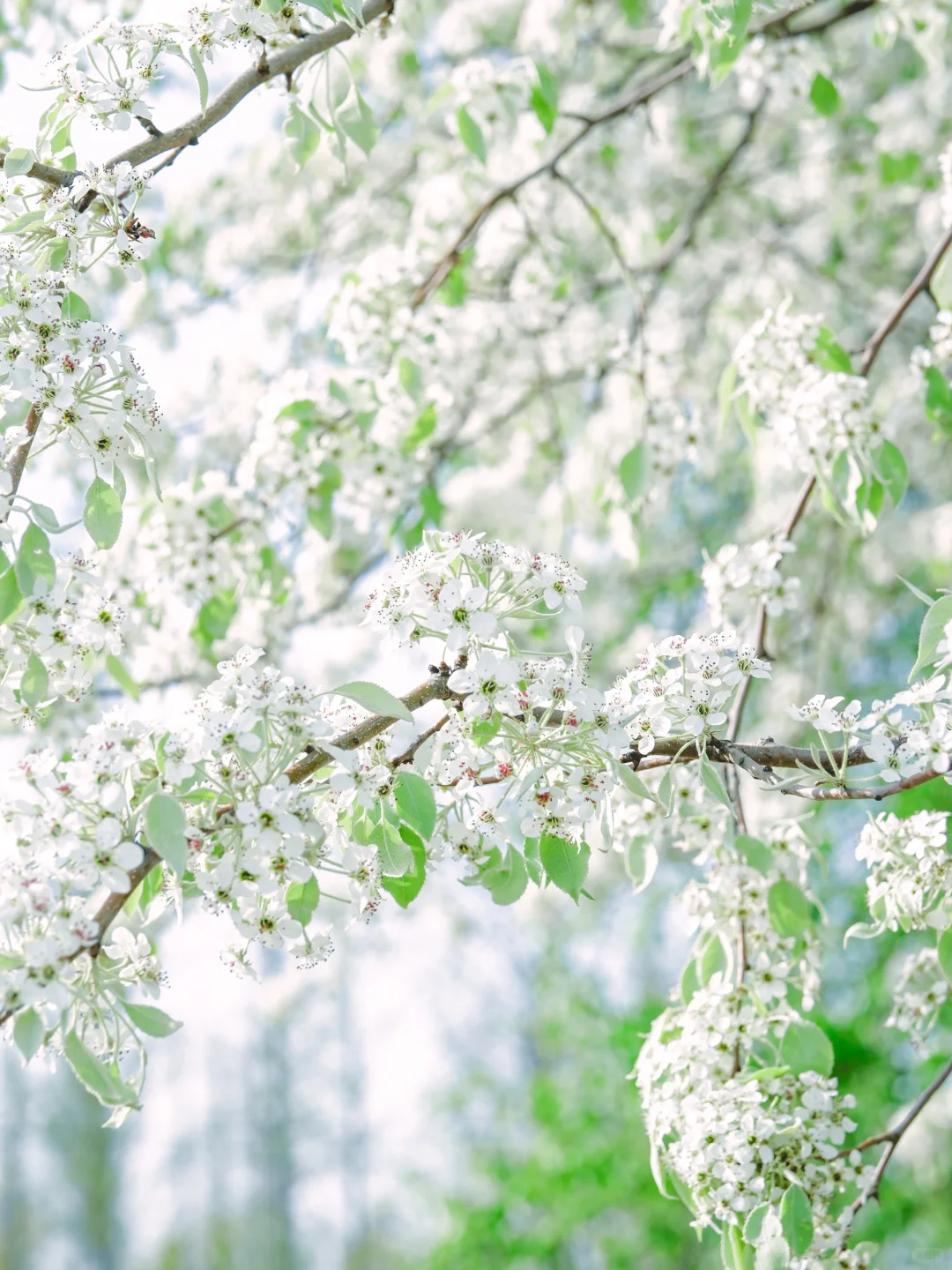 别再去追木绣球了！我在南京发现了神仙梨树