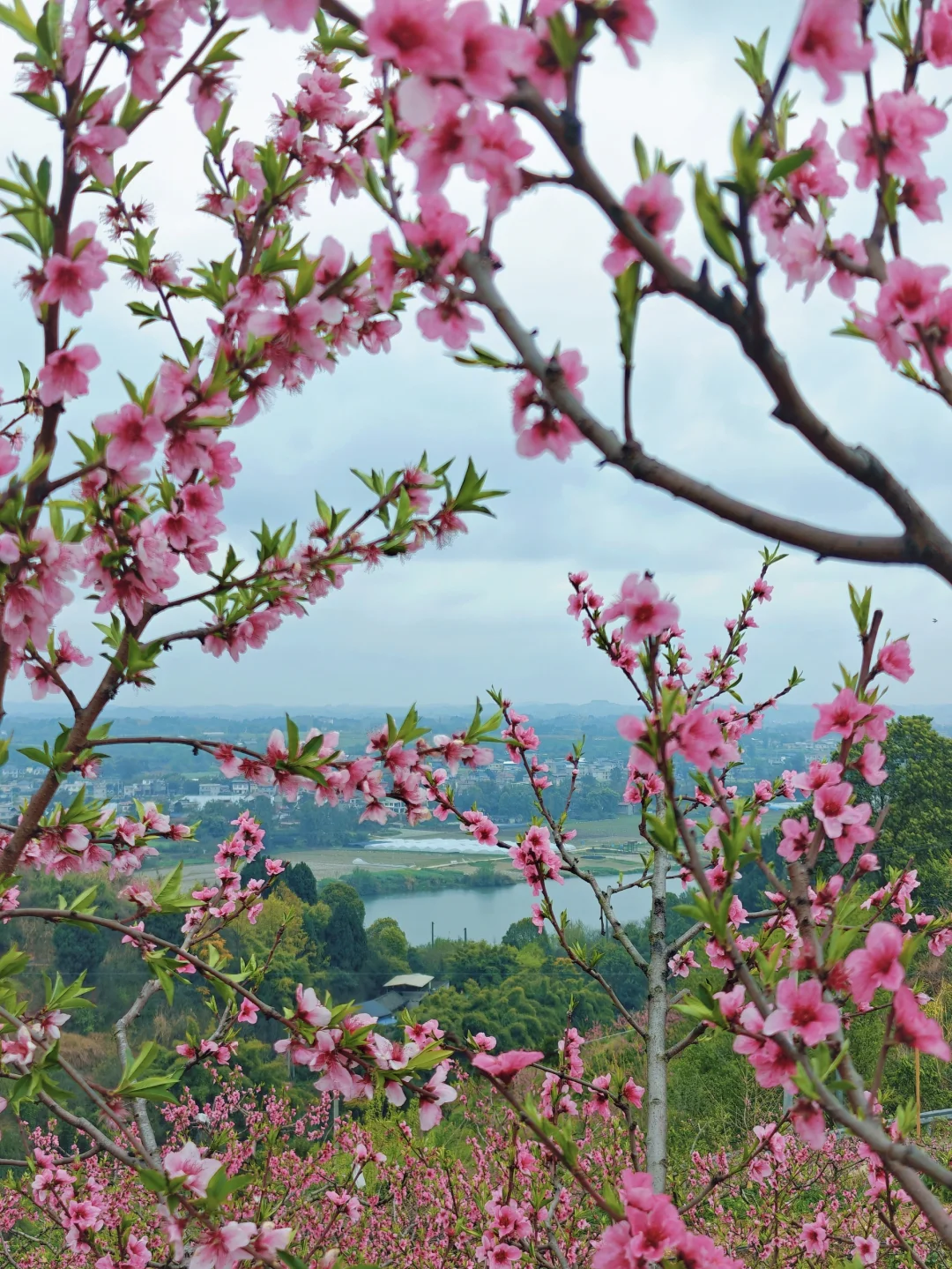 比龙泉山人少，比林芝近！成都人的桃花源