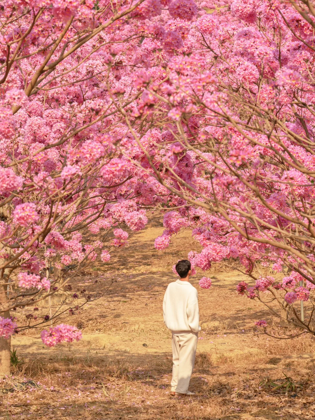 我宣布：这是广东最美的粉色花海🌸