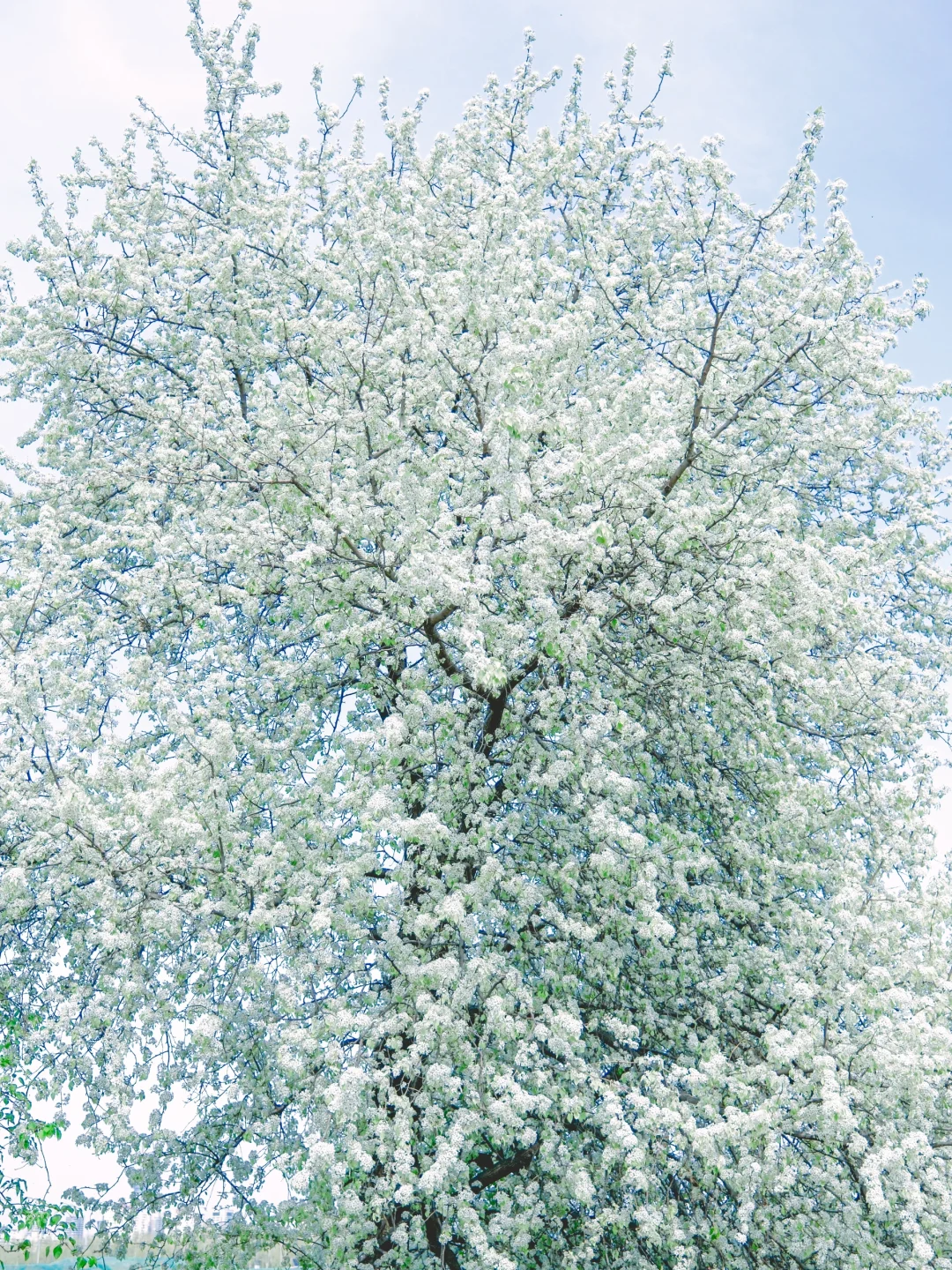 别再去追木绣球了！我在南京发现了神仙梨树