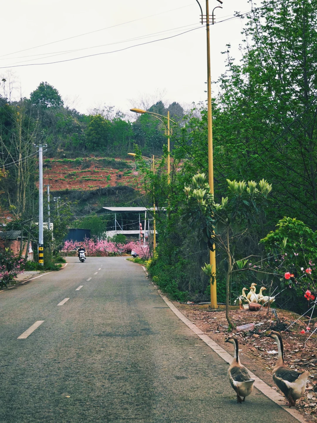 比龙泉山人少，比林芝近！成都人的桃花源