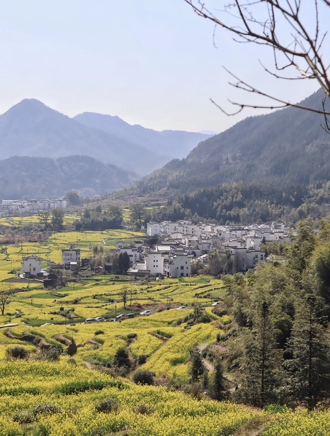 婺源油菜花❗️江岭比篁岭更好看❗️
