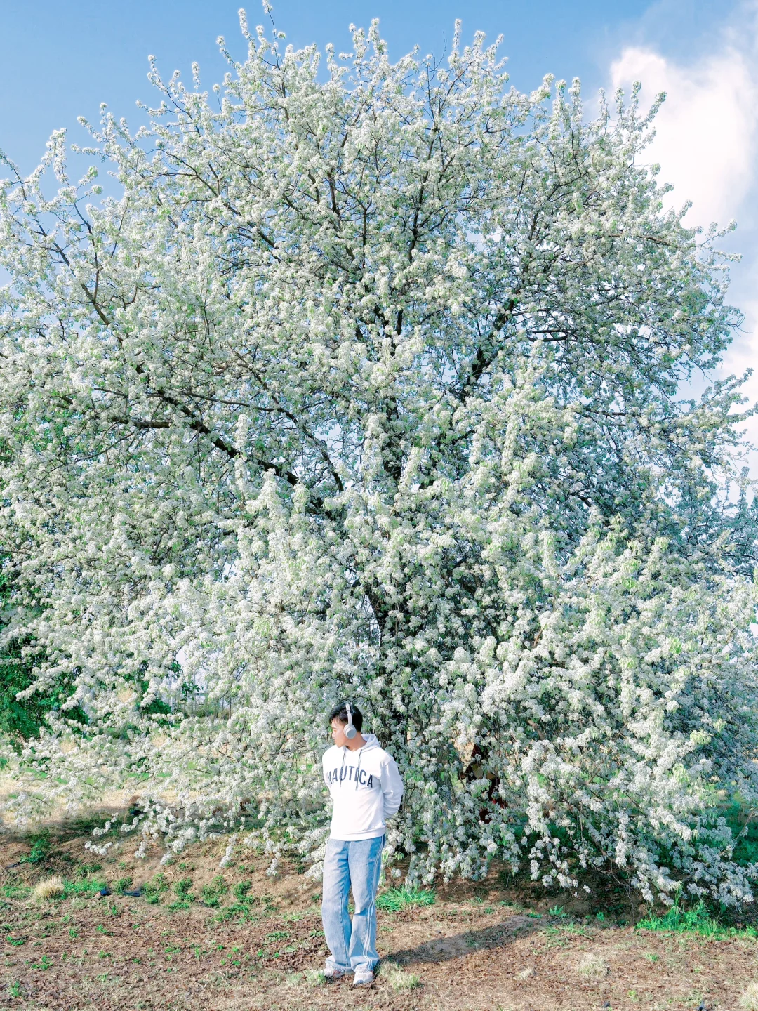 别再去追木绣球了！我在南京发现了神仙梨树