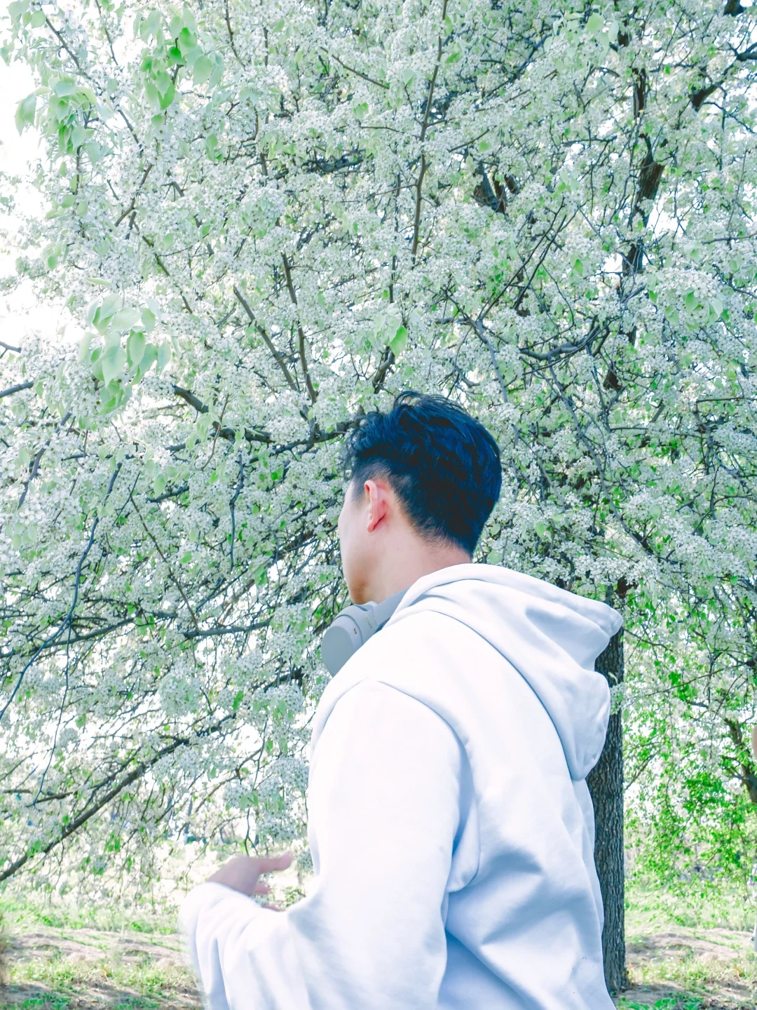 别再去追木绣球了！我在南京发现了神仙梨树