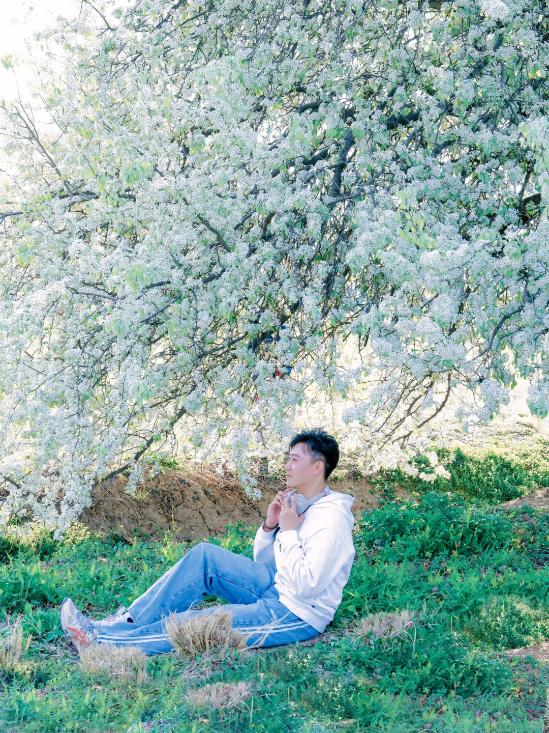 别再去追木绣球了！我在南京发现了神仙梨树