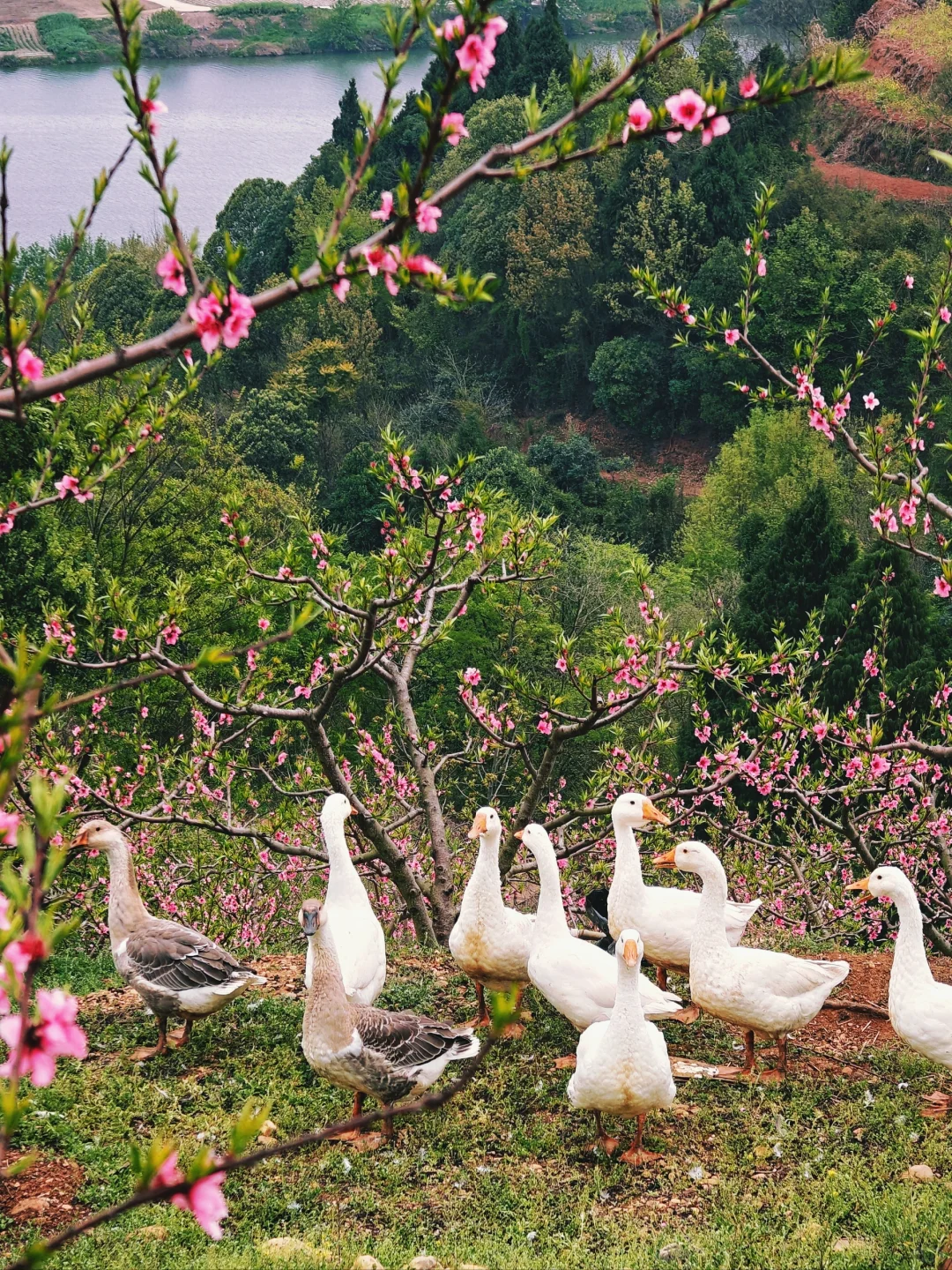 比龙泉山人少，比林芝近！成都人的桃花源