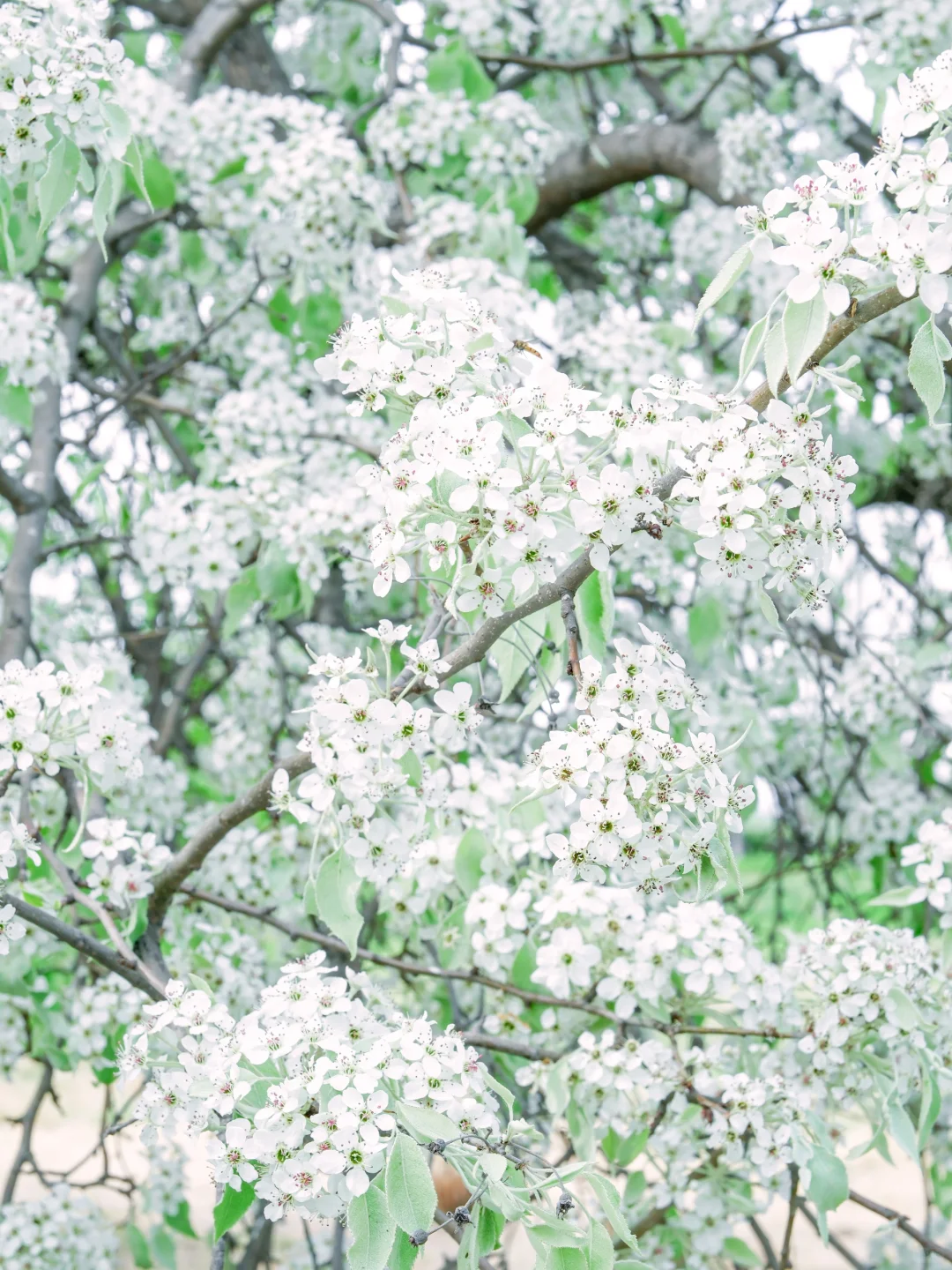 别再去追木绣球了！我在南京发现了神仙梨树