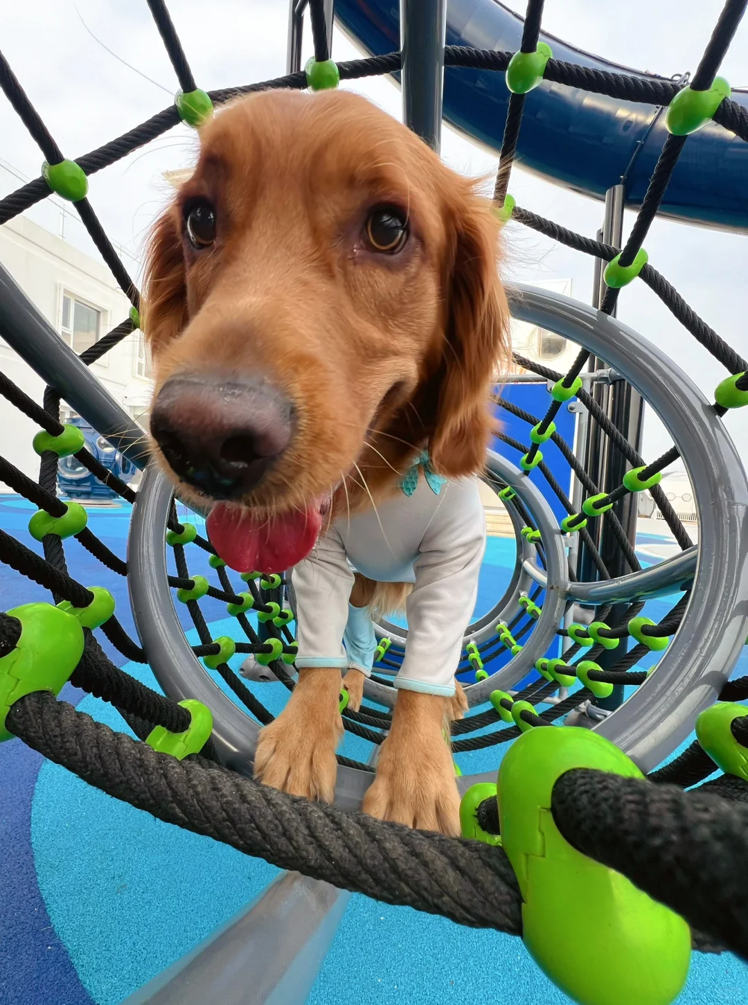 日照宠物友好攻略丨景点•餐厅🐶