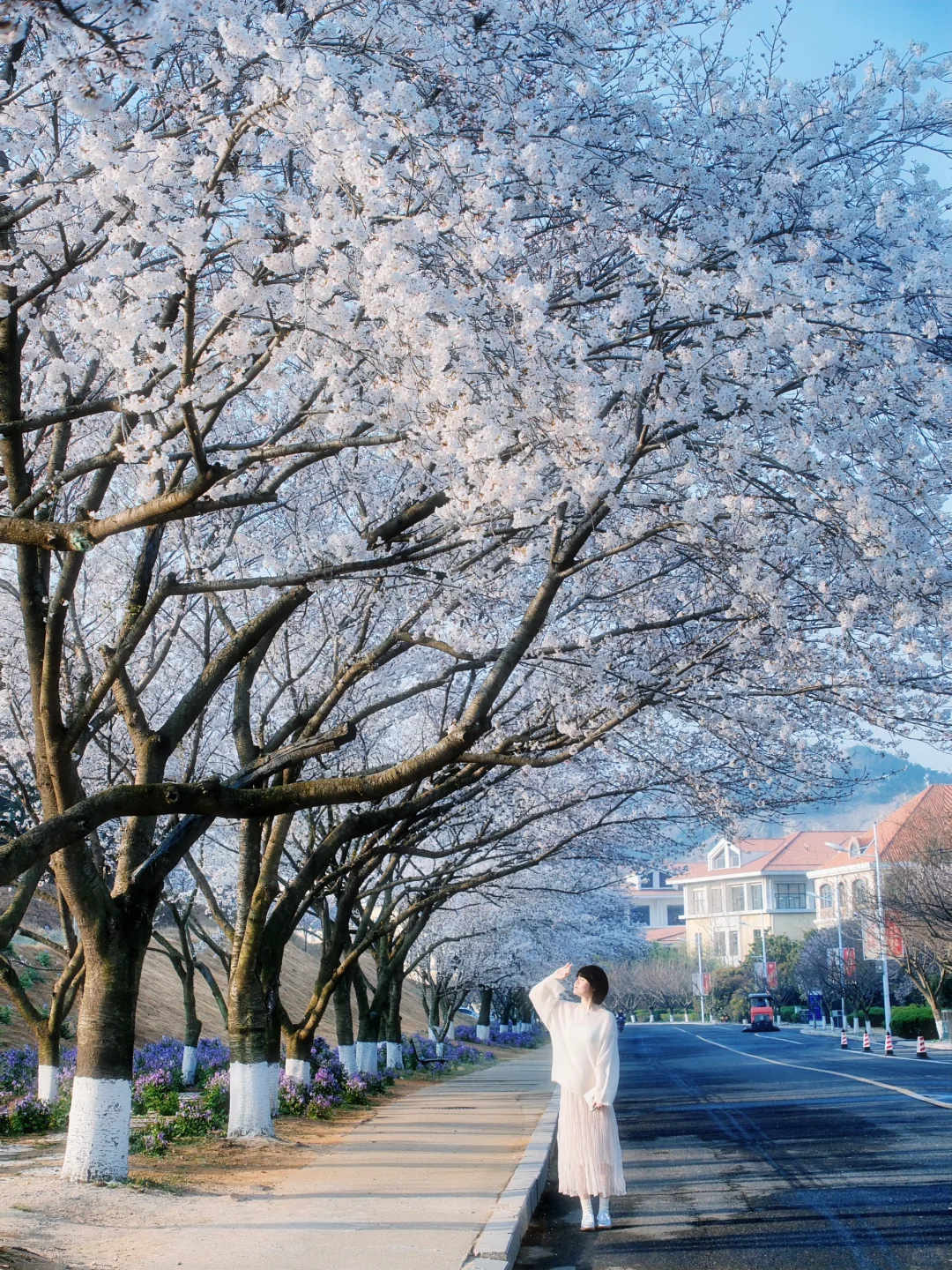 青岛 | 清晨无人的樱花大道才是人间理想🌸