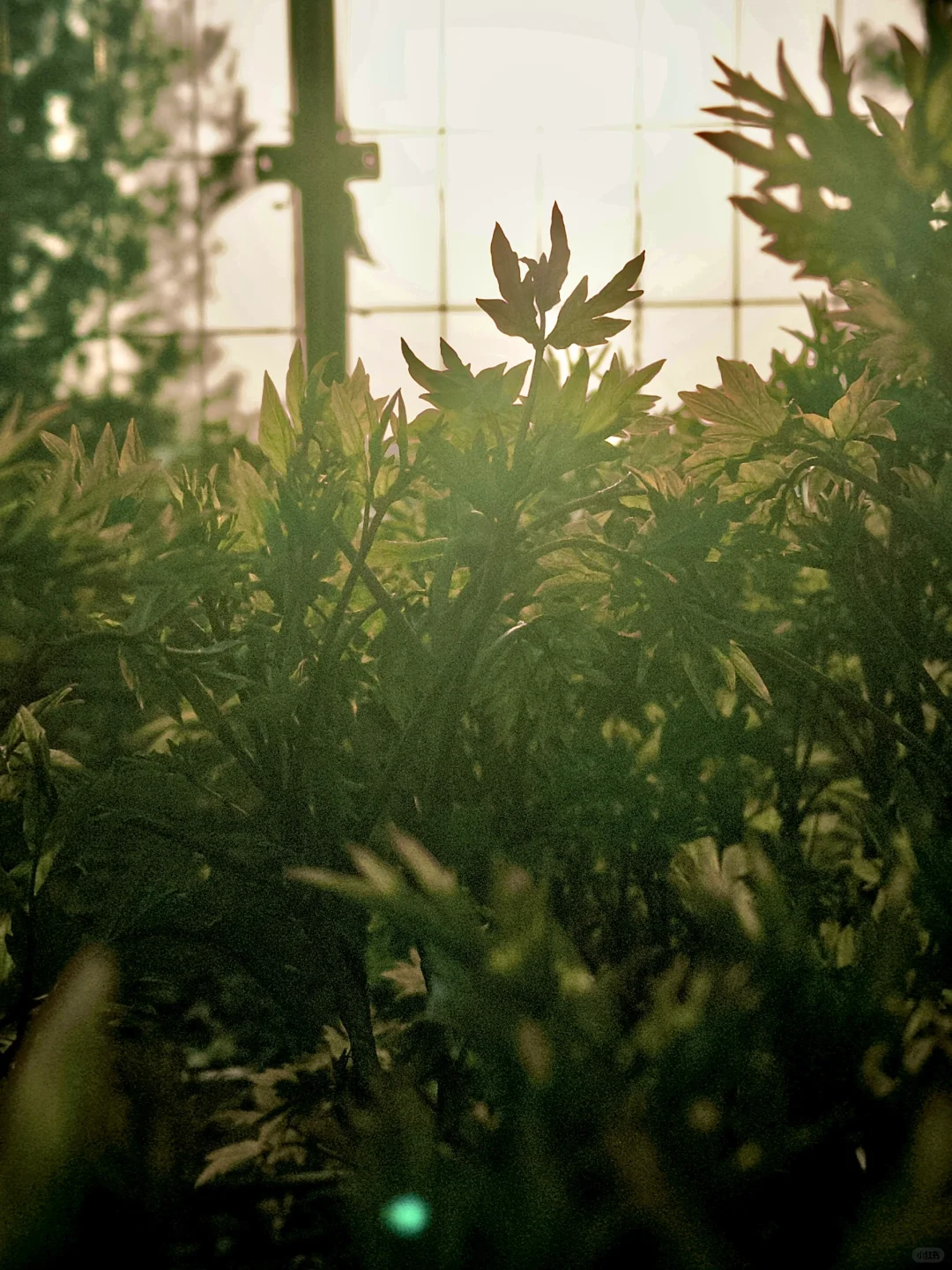 📍邯郸峰峰｜踏春之旅从这里开始吧～