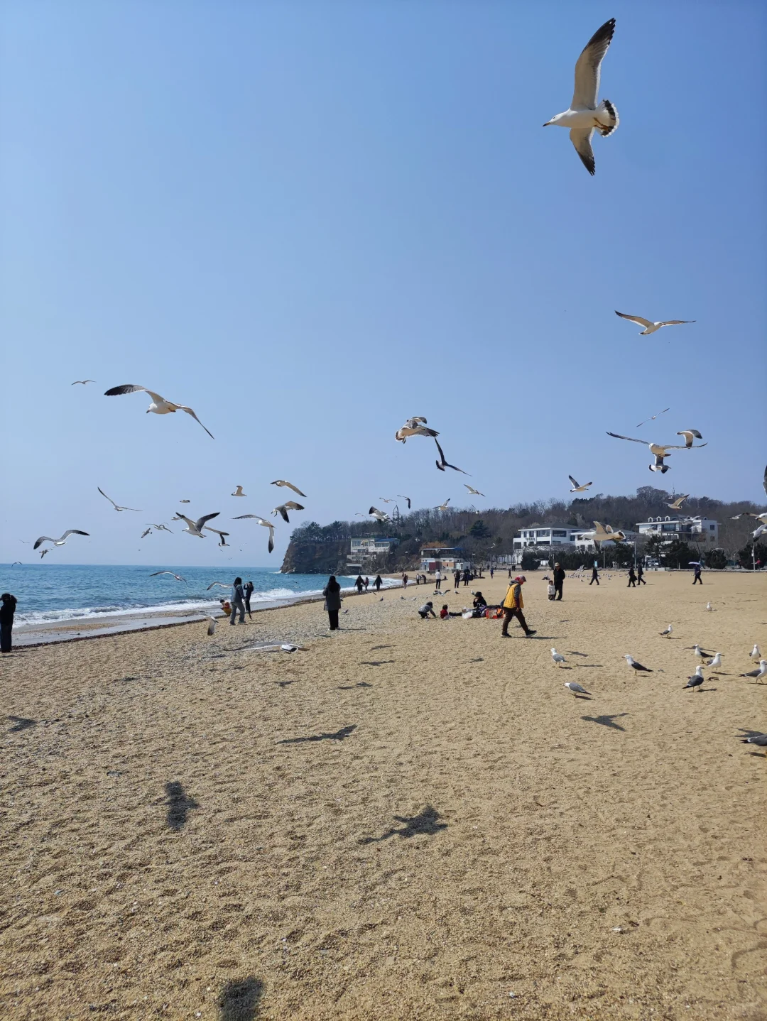 人与海鸥，共享春天的蔚蓝之境