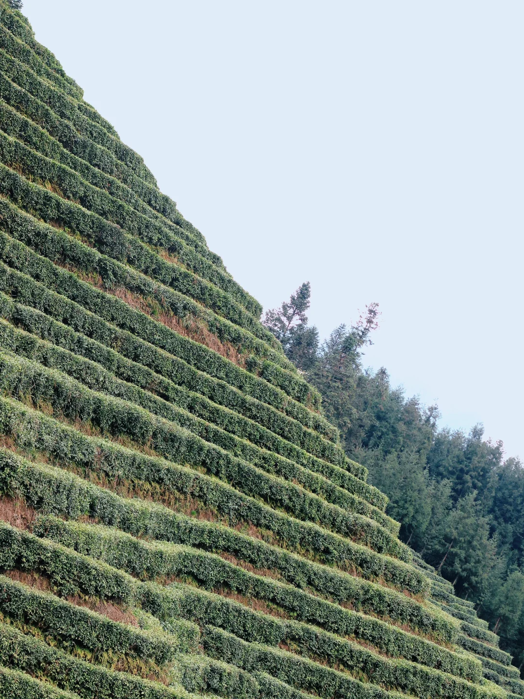 雅女湖免费露营归来❗️复兴村茶山徒步真舒服